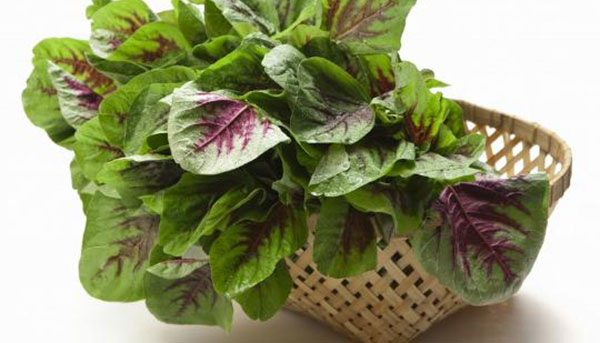 �Ȳ��и��ܳ��� �и����Ȳ��Ƿ�Ӱ��̥��